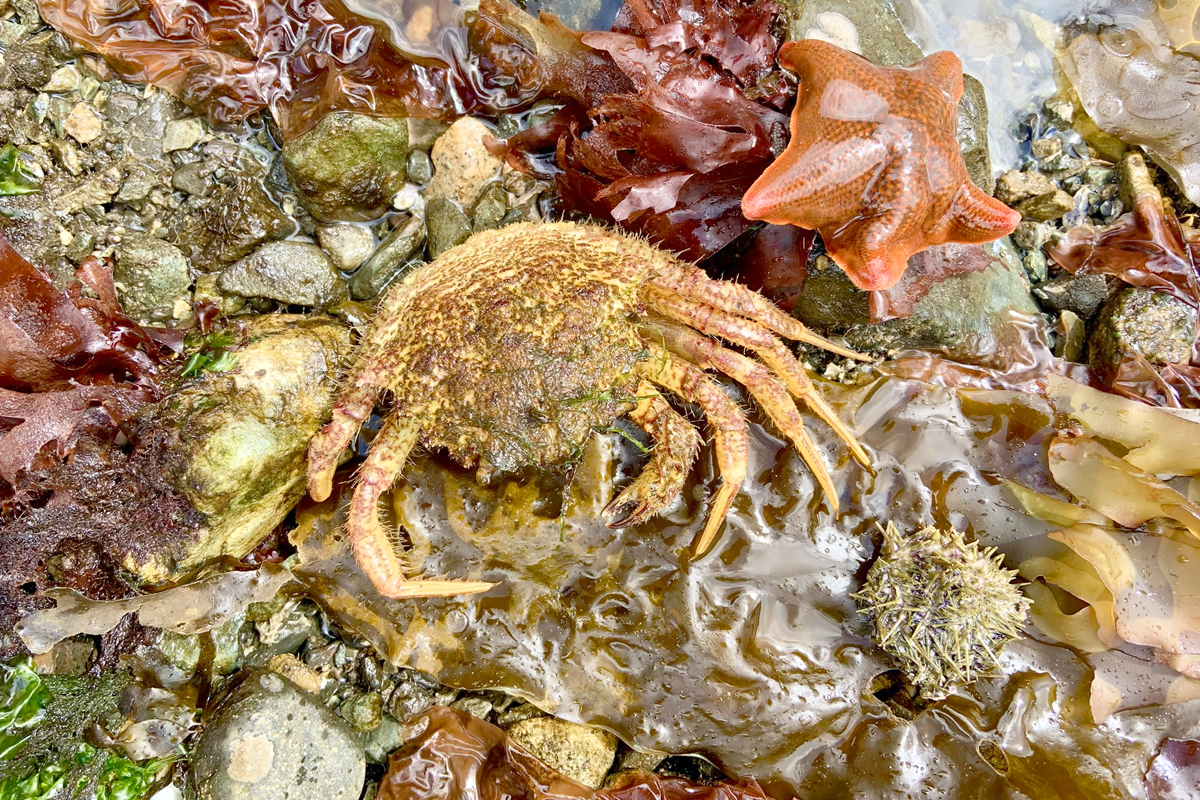 Helmet crab with other sea life.