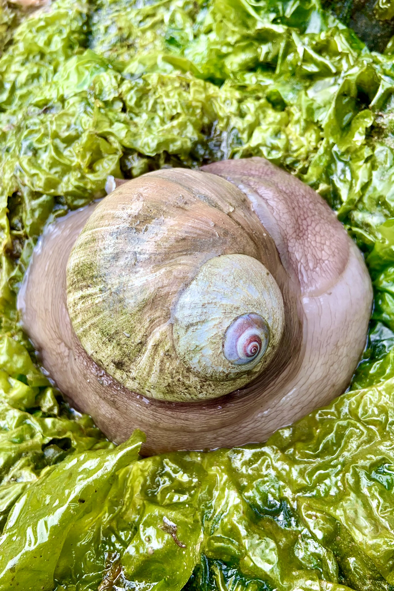 Lewis's moon snail.