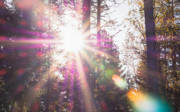 sun shining through forested area