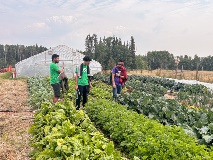 Three students explore a large garden of greens.