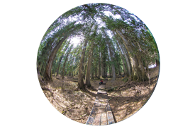 Ancient forest Orb Ancient forest Orb